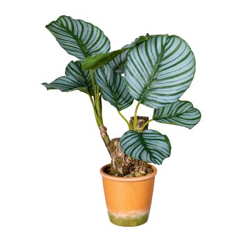 Calathea plant x2, 9 leaves, ca 45cm, in paperpot 13x12cm natural with gravel, plastic,