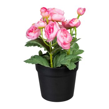 Ranunkel x12, 20cm, rosa, im Topf 7,5x7cm schwarz, Polyester