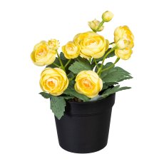 Ranunculus x12, 20cm, light yellow, in pot 7,5x7cm black, polyester,