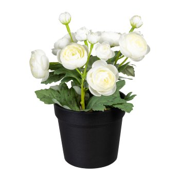 Ranunkel x12, 20cm, weiß, im Topf schwarz, Polyester