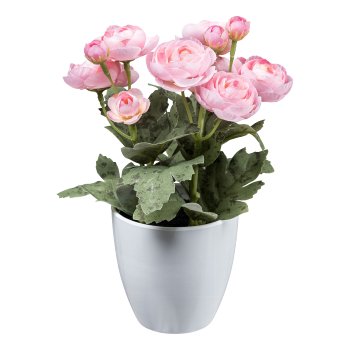 Ranunculus x12, 20cm, pink, in pot 7.5x7cm black, polyester