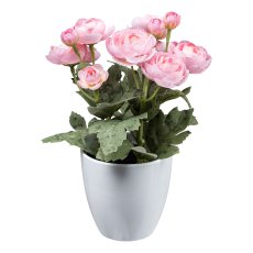 Ranunculus x12, 20 cm, pink,