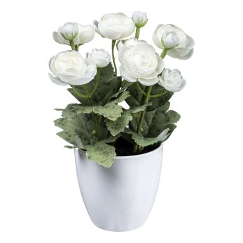 Ranunculus x12, 20cm, white, in ceramic pot, white