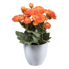 Ranunculus x12, 20 cm, orange,