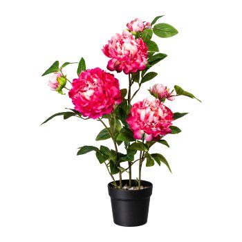 Peonie, cerise, 70cm, 3 Blüten, 3 Knospen, im Topf schwarz 15x13cm mit Kies,