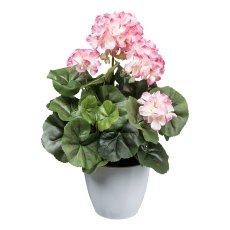 Geranium bush x7, ca 34cm, pink-white, in white plastic pot, polyester