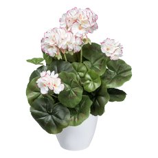 Geranium bush x7, ca 34cm, white-pink, in white plastic pot, polyester