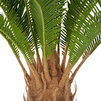 Cycaspalm x18, ca 60cm, green, in plastic pot 15x13cm, with soil