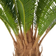Cycaspalm x18, ca 60cm, green, in plastic pot 15x13cm, with soil