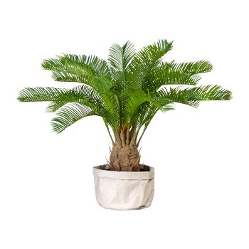 Cycaspalm x18, ca 60cm, green, in plastic pot 15x13cm, with soil