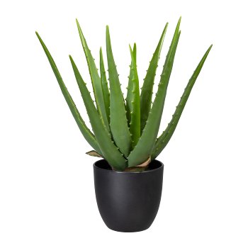 Aloe x13, ca 33cm, green, in plastic pot 11x10.5cm, with soil