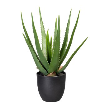 Aloe x16, ca 47cm, green, in plastic pot 13.5x13cm, with soil