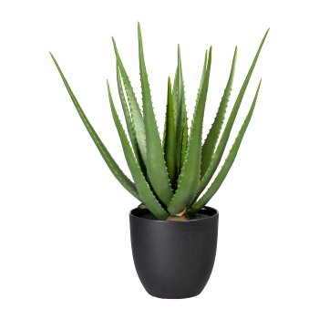 Aloe x17, ca 55cm, green, in plastic pot 17.5x16.5cm, with soil