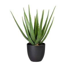 Aloe x17, ca 55cm, green, in