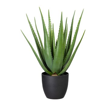 Aloe x20, ca 66cm, green, in plastic pot 18.5x17.5cm, with soil