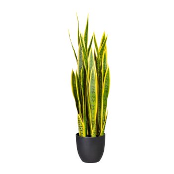 Sansevieria x29, ca 90cm, green-yellow, in plastic pot 17.5x16.5cm, with soil