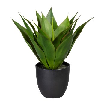 Agave x17, ca 36cm, grün, im Kunststofftopf 13,5x13cm, m.Erde
