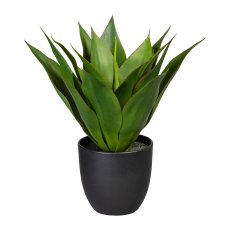 Agave x17, ca 36cm, green, in plastic pot 13.5x13cm, with soil
