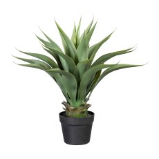 Agave x25, ca 57cm grey-green, in plastic pot 15x13cm, with soil