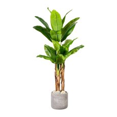 Bananenpflanze x3, 21 Bl. ca 150cm, im Kunststofftopf 19x16cm, m.Erde