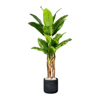 Banana plant x3, 21 leaves approx. 150cm, in plastic pot 19x16cm, with soil