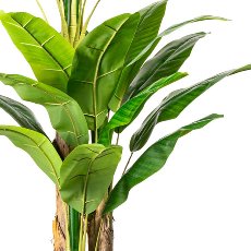 Banana plant x3, 25 leaves approx. 180cm, in plastic pot 19x16cm, with soil