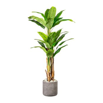 Banana plant x3, 25 leaves approx. 180cm, in plastic pot 19x16cm, with soil