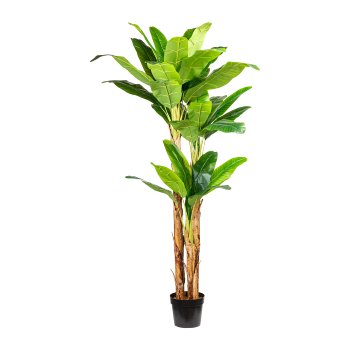 Banana plant x3, 33 leaves approx. 240cm, in plastic pot 27x23cm, with soil
