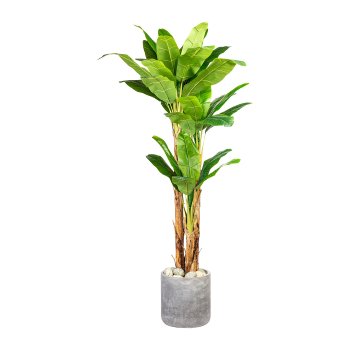 Banana plant x3, 33 leaves approx. 240cm, in plastic pot 27x23cm, with soil