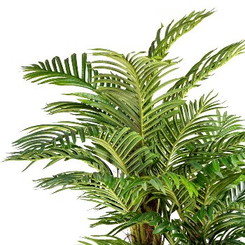 Areca palm x3 with coconut trunk ca 160cm, 27 fronds, in plastic pot 19x1cm, with soil