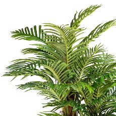 Areca palm x3 with coconut trunk ca 160cm, 27 fronds, in plastic pot 19x1cm, with soil