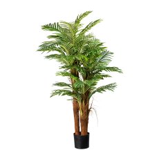 Areca palm x3 with coconut trunk ca 160cm, 27 fronds, in plastic pot 19x1cm, with soil