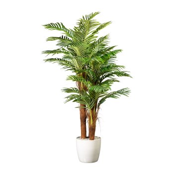 Areca palm x3 with coconut trunk ca 160cm, 27 fronds, in plastic pot 19x1cm, with soil