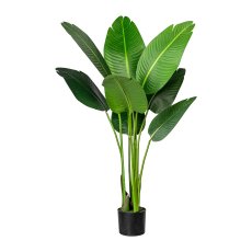 Strelitzia nicolai x8 leaves ca 120cm, in plastic pot 15x13cm, with soil,