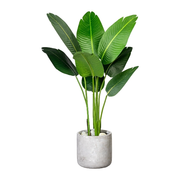 Strelitzia nicolai x8 sheets ca 120cm, in plastic pot 15x13cm, with soil,