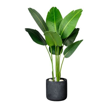 Strelitzia nicolai x8 leaves ca 120cm, in plastic pot 15x13cm, with soil,