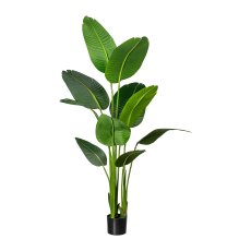 Strelitzia nicolai x10 leaves about 160cm, in plastic pot 15x13cm, with soil,