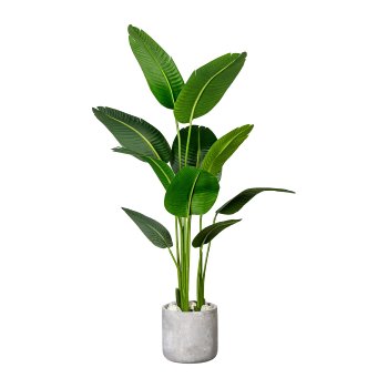 Strelitzia nicolai x10 leaves about 160cm, in plastic pot 15x13cm, with soil,