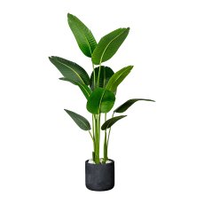 Strelitzia nicolai x10 leaves about 160cm, in plastic pot 15x13cm, with soil,