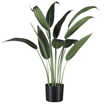 Watercanna x12 leaf ca 90cm in plastic pot black with soil