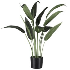 Wassercanna x12 Bl. ca 90cm im Kunststofftopf schwarz mit Erde