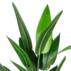 Water canna x20 leaves about 140cm, in a plastic pot 15x13cm, with soil