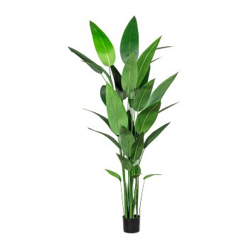 Water canna x32 leaves about 210cm, in plastic pot 17x15cm, with soil