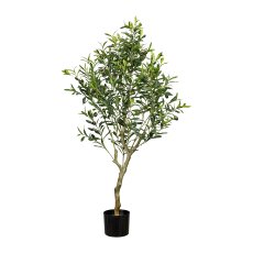 Olive tree 918 sh. approx