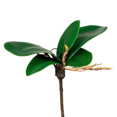 Mini-Orchideenlaub x5, 15cm, mit Luftwurzeln