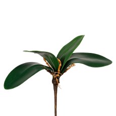 Orchideenlaub x4, 20cm, mit Luftwurzeln