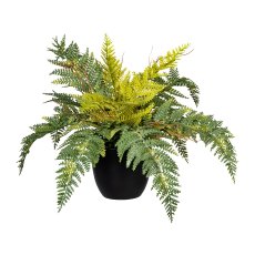 Boston fern x12, ca H25 DM35cm, green, plastic 1/Poly, in plastic pot black 10x9cm