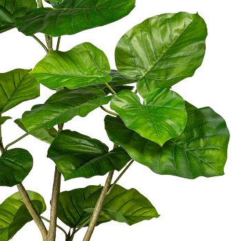 Ficus umbellata x3, 25 leaves, ca 125cm, green, in plastic pot 16x13cm, with soil