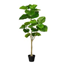 Ficus umbellata x3, 25 Bl., ca 125cm, grün, im Kunststofftopf 16x13cm, mit Erde