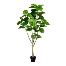 Ficus umbellata x4, 52 Bl., ca 175cm, grün, im Kunststofftopf 18x14cm, mit Erde